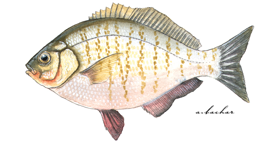 Redtail Surfperch